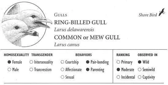 RINGBILLED GULL IDENTIFICATION A mediumsized 21 inch gull with a gray - фото 177
