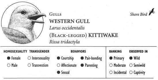 WESTERN GULL IDENTIFICATION A large gull up to 27 inches with a dark gray - фото 178
