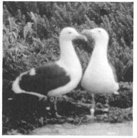 Frequency As many as 1015 percent of Western Gull pairs in some populations - фото 179