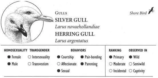 SILVER GULL IDENTIFICATION A mediumsized 16 inch gull with gray back and - фото 180
