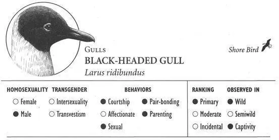 IDENTIFICATION A mediumsized gull to 17 inches with a distinctive black or - фото 181
