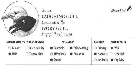 LAUGHING GULL IDENTIFICATION A mediumsized to 18 inches blackheaded gull - фото 182