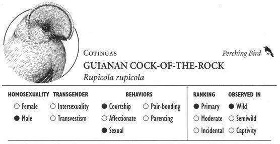 IDENTIFICATION A small 10 inch perching bird adult males are brilliant - фото 184