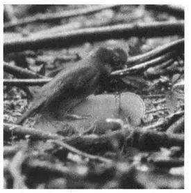 Frequency Homosexual activity is very common among Guianan CockoftheRock - фото 185