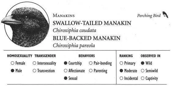 SWALLOWTAILED MANAKIN IDENTIFICATION Adult males are bright blue with an - фото 187