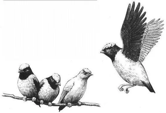 Frequency The overall proportion of courtships or mounts that occur between - фото 188