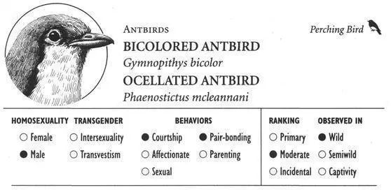IDENTIFICATION Small 57 inch birds with brown and rufous plumage and a - фото 189