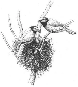 Once they have acquired a nestful of eggs male couples typically divide up the - фото 196