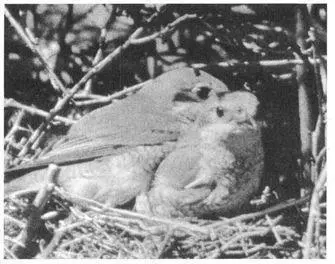 In Eastern Bluebirds two males sometimes associate with one another in what - фото 199