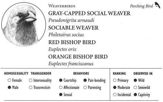 GRAYCAPPED SOCIAL WEAVER IDENTIFICATION A grayish buff sparrowsized bird - фото 200