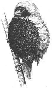 Frequency In Sociable Weavers studied in captivity as much as threequarters - фото 201