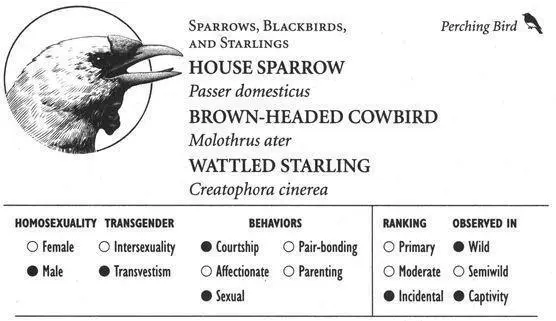 HOUSE SPARROW BROWNHEADED COWBIRD IDENTIFICATION The familiar blackbibbed - фото 202