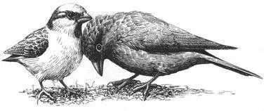 Orientation In all three of these species not enough is yet known about the - фото 203