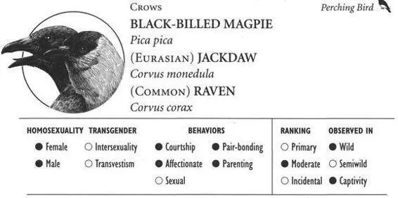 BLACKBILLED MAGPIE IDENTIFICATION A pigeonsized crowlike bird with - фото 204