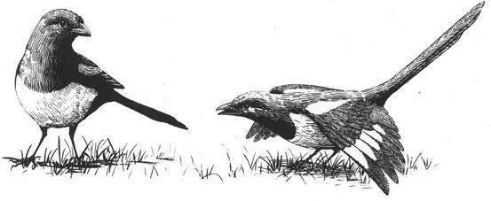 Female homosexual pairs also occasionally occur in Ravens including incestuous - фото 205