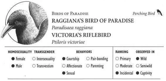 RAGGIANAS BIRD OF PARADISE IDENTIFICATION A crowsized bird male has a - фото 206