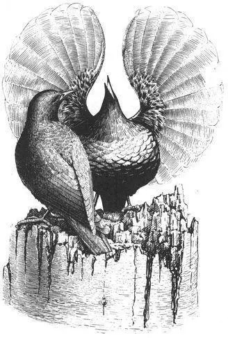 Frequency Courtship displays between male Victorias Riflebirds occur fairly - фото 207