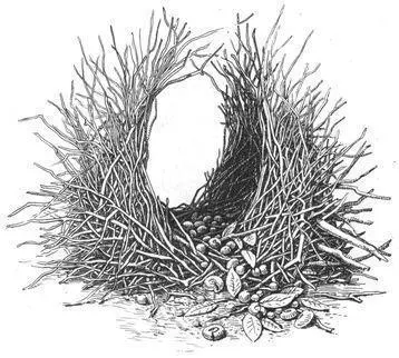 Juvenile males also build bowers and court both males and females In some - фото 209