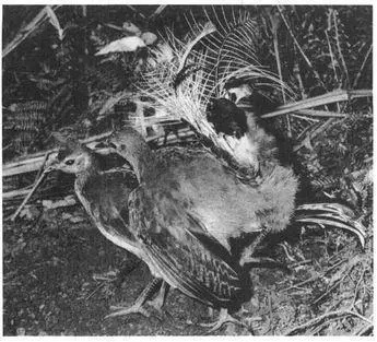Adolescent male Lyrebirds also sometimes mount one another as well as - фото 211