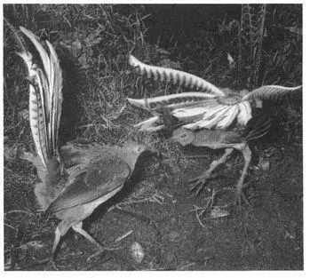 Frequency Homosexual courtship occurs fairly often in Superb Lyrebirds Adult - фото 212
