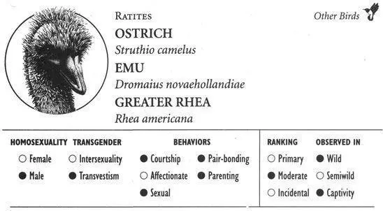 OSTRICH IDENTIFICATION The largest living bird over 6 feet tall with - фото 213
