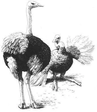 Although no copulation takes place between courting male Ostriches homosexual - фото 214