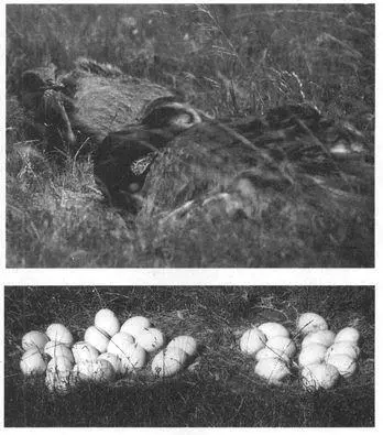 Male Emus also sometimes coparent with each other two and occasionally three - фото 215