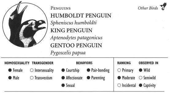 HUMBOLDT PENGUIN IDENTIFICATION A small penguin approximately 2 feet tall - фото 216