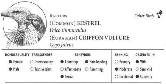 KESTREL IDENTIFICATION A small falcon 1215 inches having chestnut plumage - фото 218