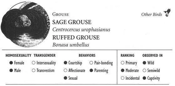 SAGE GROUSE IDENTIFICATION A graybrown grouse with speckled plumage pointed - фото 219