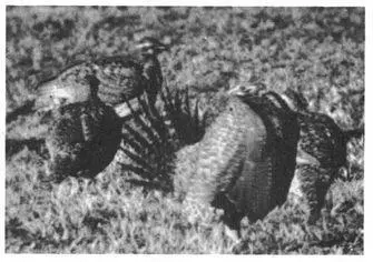 Male Ruffed Grouse also court and mount each other Deep in the forest each - фото 220