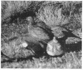 Frequency Approximately 23 percent of Sage Grouse females participate in - фото 221