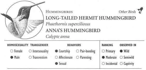 LONGTAILED HERMIT HUMMINGBIRD IDENTIFICATION A mediumsized hummingbird with - фото 222