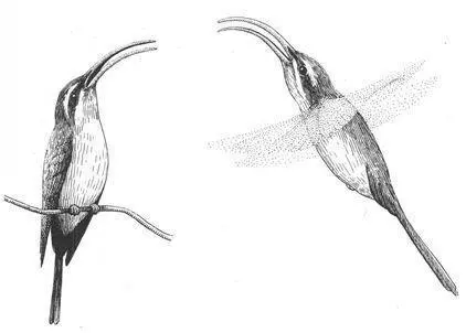 Frequency Although homosexual copulations are not frequent in these species - фото 223