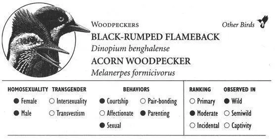 BLACKRUMPED FLAMEBACK IDENTIFICATION A mediumsized redcrested woodpecker - фото 224