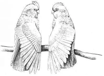 A male Orangefronted Parakeet nuzzling his male pairmate Both male and - фото 227