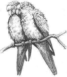 Both male and female homosexual pairs also occur in Orangefronted Parakeets - фото 228