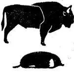 Европейскую косулю Capreolus capreolus в Сибири заменяет сибирская косуля - фото 131