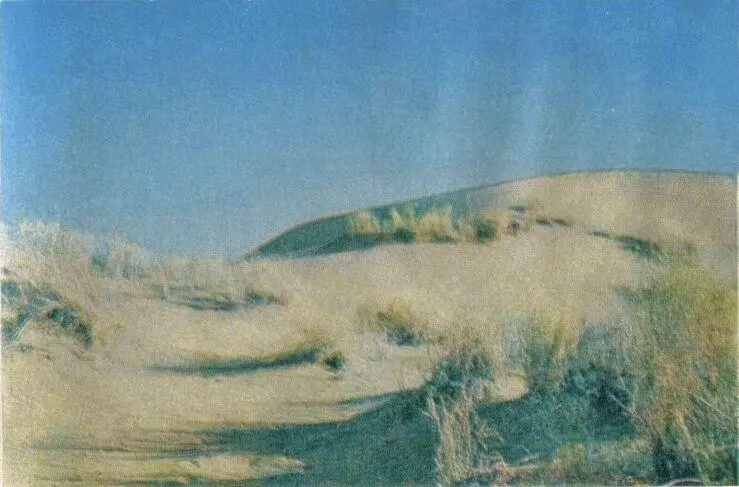Пустыня Каракум Южная пустыня Степная агама на ветках саксаула Горные луга - фото 210