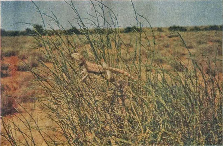 Южная пустыня Степная агама на ветках саксаула Горные луга Памира Цветет - фото 211