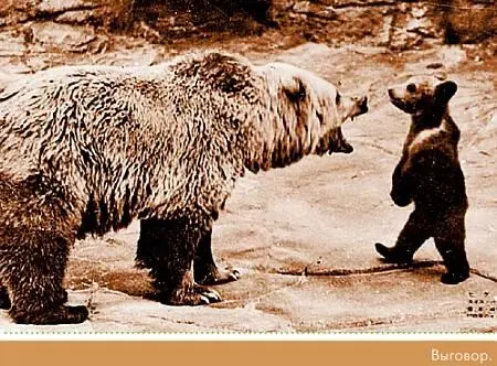 Обратите внимание на необычный снимок медведей Без пояснений видно выговор - фото 98