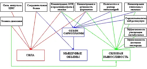 Рис 1 Как вы понимаете для максимального развития силы выносливости - фото 17