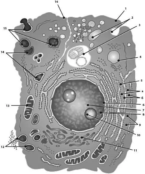 Рис 1 Ультрамикроскопическое строение клетки1 цитолемма плазматическая - фото 1