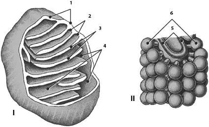 Рис 5 Митохондрия по Б Албертсу и др по К де Дюву с измI общая - фото 6