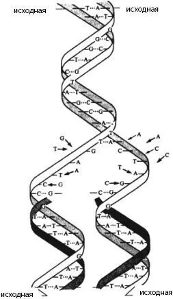 Рис 7 Строение и репликации ДНК схема Митозот греч mitos нить - фото 8