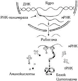 Рис 10 Общая схема белкового синтеза в клетке Синтез белка - фото 11