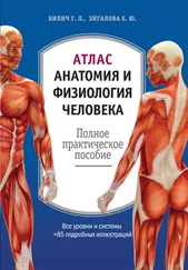 Елена Зигалова - Атлас - анатомия и физиология человека. Полное практическое пособие