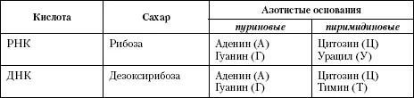 Строение клетки человека Для всех клеток типично наличие цитоплазмы и ядра - фото 3