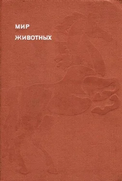 Игорь Акимушкин Мир животных. Домашние животные обложка книги