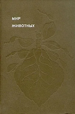 Игорь Акимушкин Мир животных. Насекомые. Пауки обложка книги